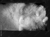 preview bw
