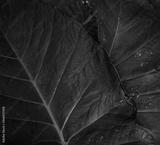 preview bw