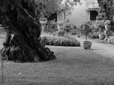 preview bw