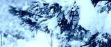 preview cold