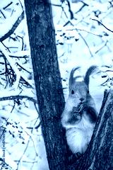 preview cold