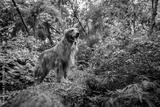 preview bw
