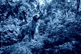 preview cold