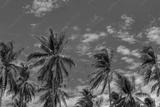 preview bw