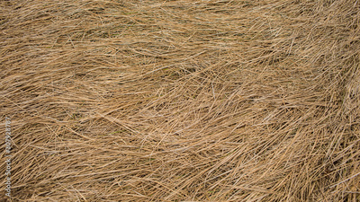 image to crop