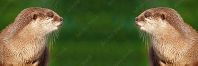 image to crop