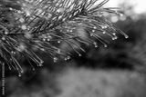 preview bw