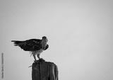 preview bw
