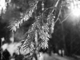 preview bw