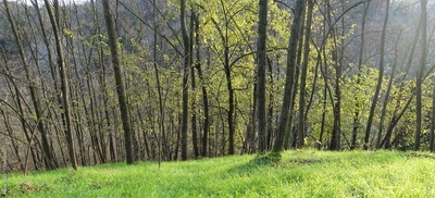image to crop