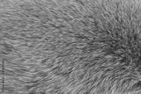 preview bw