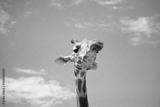 preview bw