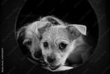 preview bw