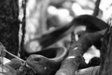 preview bw