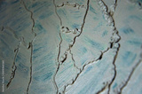 preview original