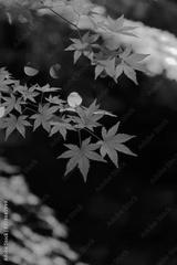preview bw