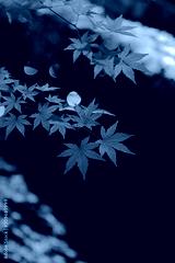 preview cold