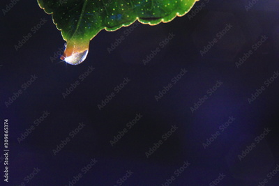 image to crop
