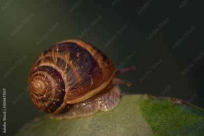 image to crop