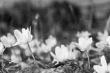preview bw