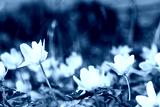 preview cold