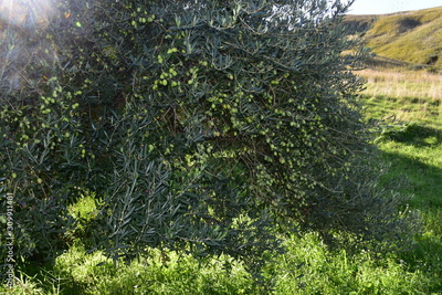 image to crop