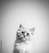 preview bw