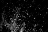 preview bw