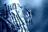 preview cold