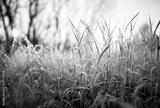 preview bw