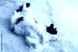 preview cold
