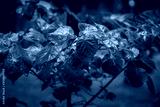 preview cold