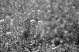 preview bw