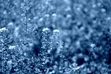 preview cold
