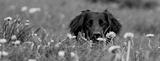preview bw