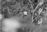 preview bw