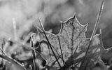 preview bw