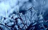preview cold