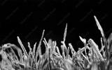 preview bw