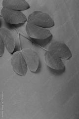 preview bw