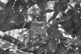 preview bw