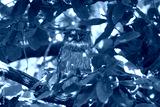 preview cold