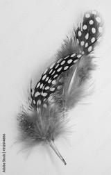 preview bw