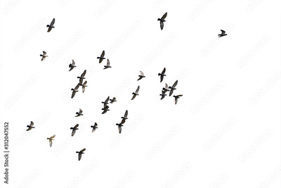 image to crop
