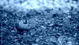 preview cold