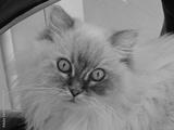preview bw