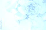 preview cold