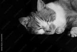 preview bw