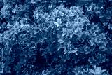 preview cold
