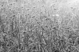 preview bw